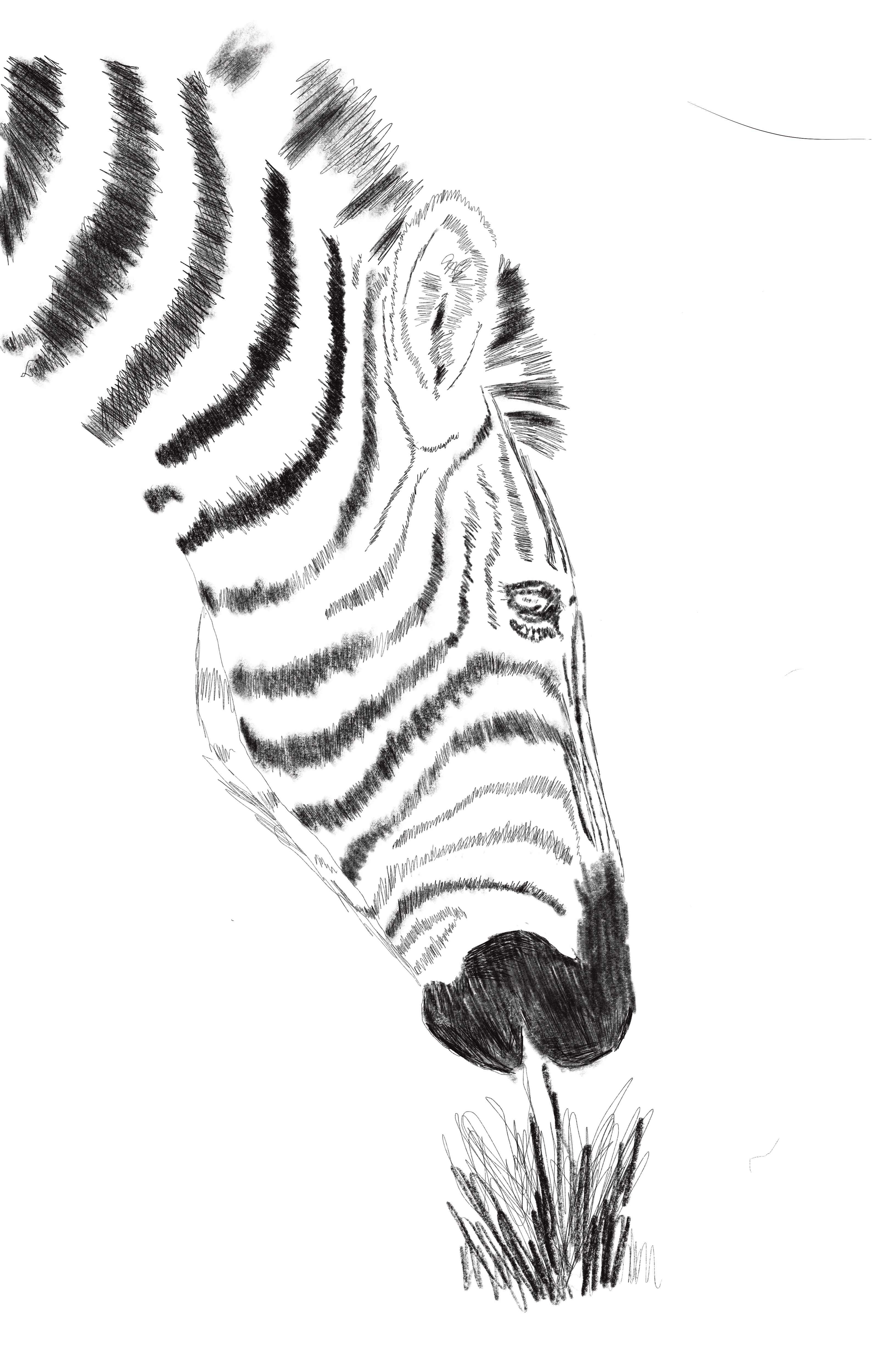 A sketch of a zebra