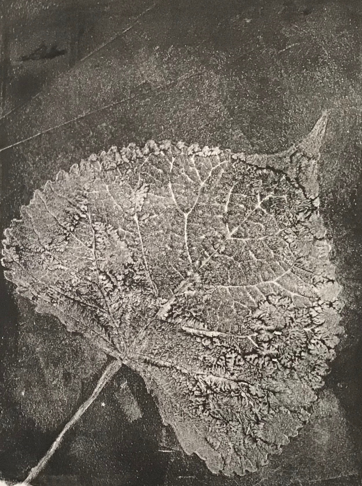 A black and white sketch of a leaf